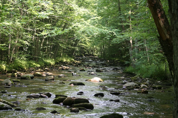 Great Smokey Mountains stream