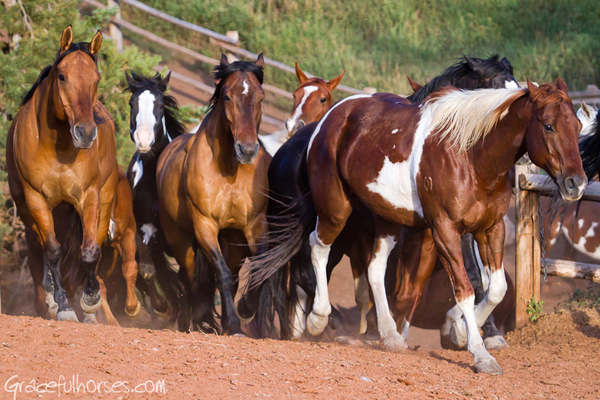 gros ventre river ranch horses running