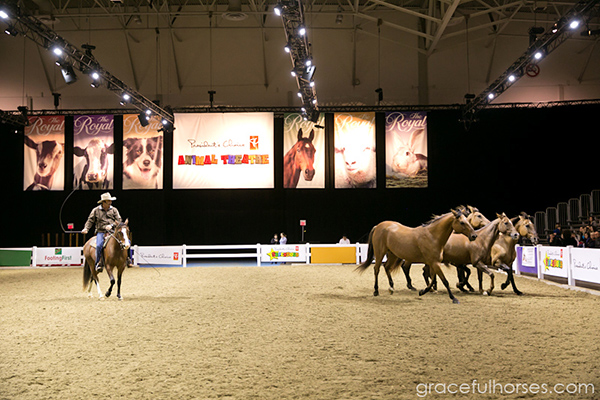 Guy McLean Royal Winter Fair Toronto Horses at Liberty