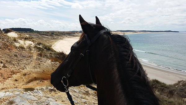 Henderson Bay New Zealand horseback riding