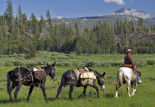 High Sierra horse pack trip