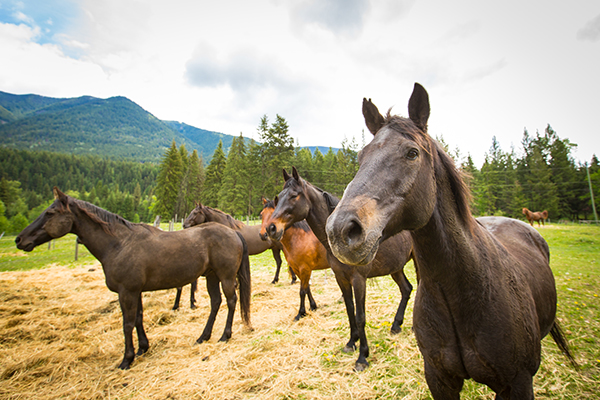 Hillary Schneider horse retreat