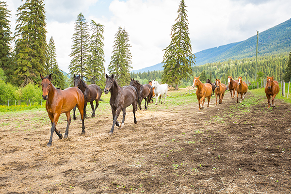 Hillary Schneider horse retreats British Columbia