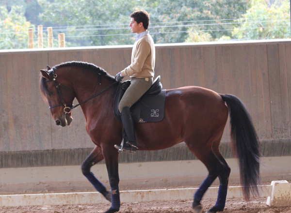 Hippikos Portugal Dressage Riding 