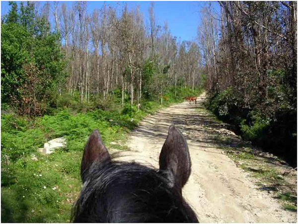 Trail Riding Hippikos Portugal National Park