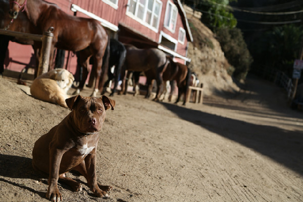 Horse ride through Griffith Park in the Hollywood Hills of California