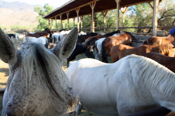 tanque verde horses