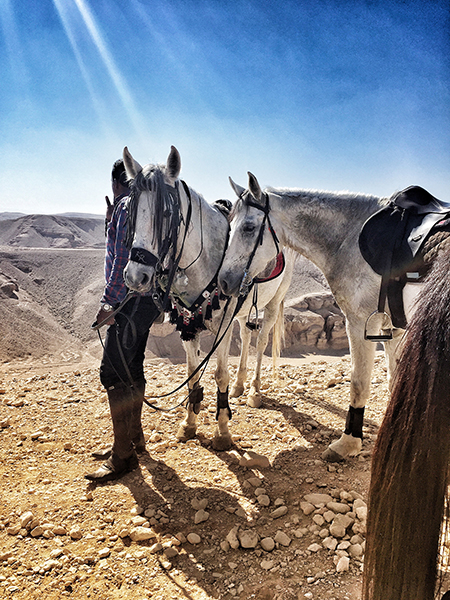 horses of ride egypt valley of the kings new year celebration