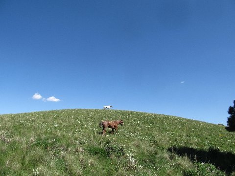 new mexico horses runnings