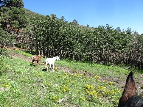 horseback riding new mexico