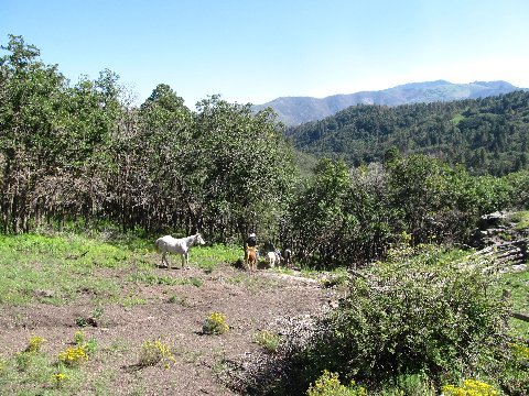 new mexico ruidoso horse trails