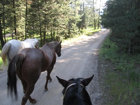 horse back to trailer new mexico