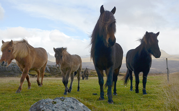 icelandic horses in iceland 