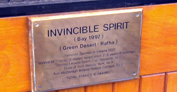 Invincible Spirit horse