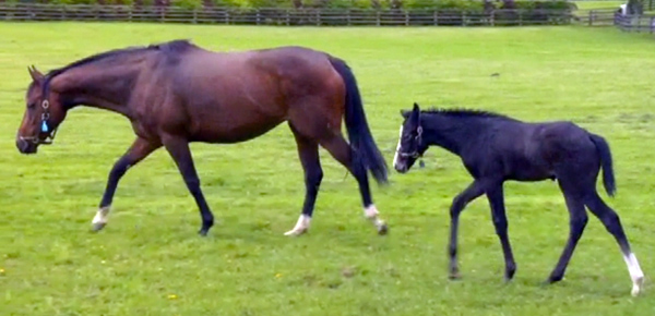 Kildare stud race horses