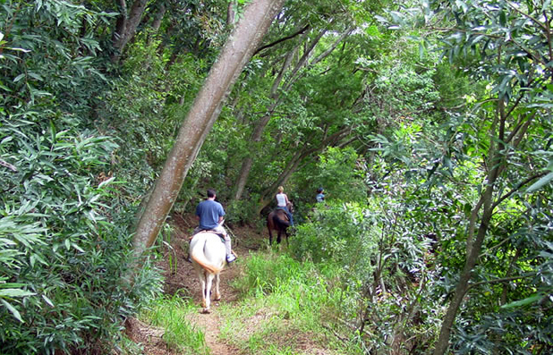 ironwood ranch maui horse riding