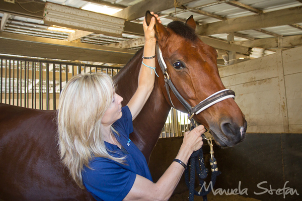 jane wesson horse massage