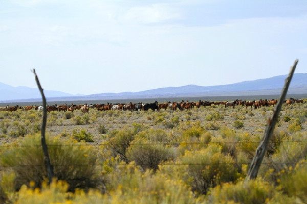 Mustang Monument, Madeleine Pickens' eco-sanctuary for American Mustangs