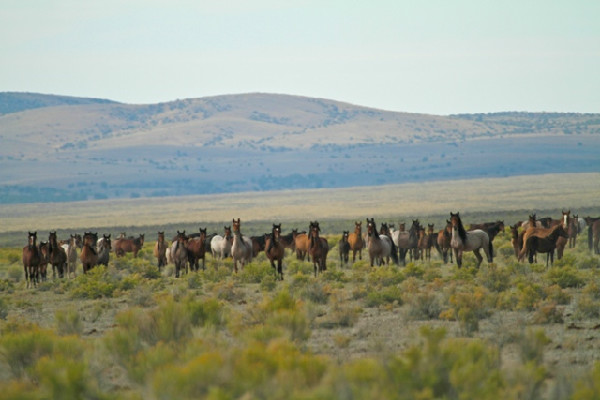 Mustang Monument