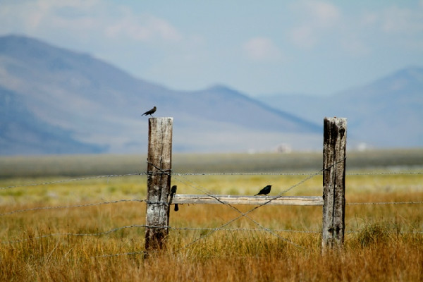 Mustang Monument, Madeleine Pickens' eco-sanctuary for American Mustangs