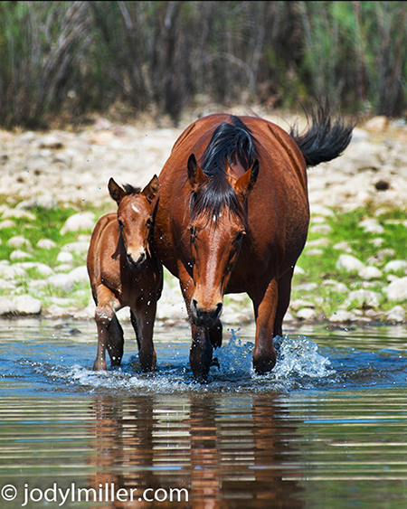 Salt River wild horses Arizona