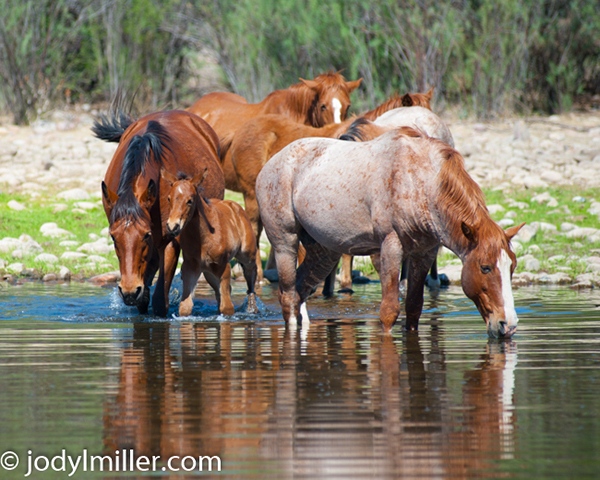 Salt River wild horses Arizona