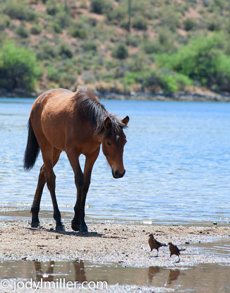 Salt River wild horses Arizona