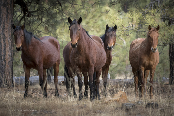 Heber mares in Arizona