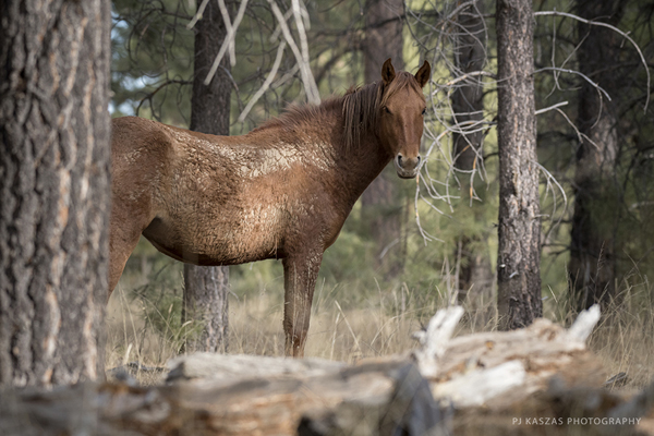 Heber mare in pine trees 