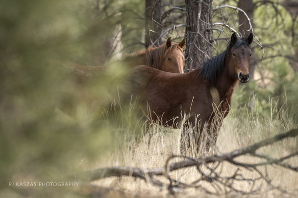 Heber mares in Apache Sitgreaves National Forests in Arizona