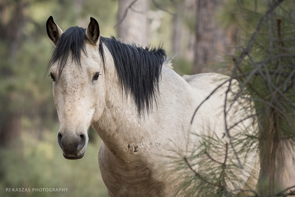 Heber stallion in Arizona's Apache Sitgreaves National Forest