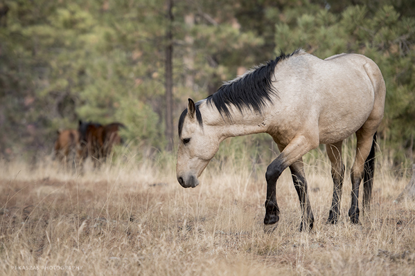 Heber stallion and his mares in Apache Sitgreaves National Forests