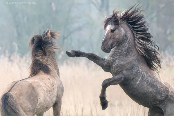 two-konik-stallions-face-off