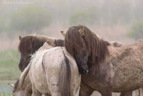 konik stallions in the netherlands