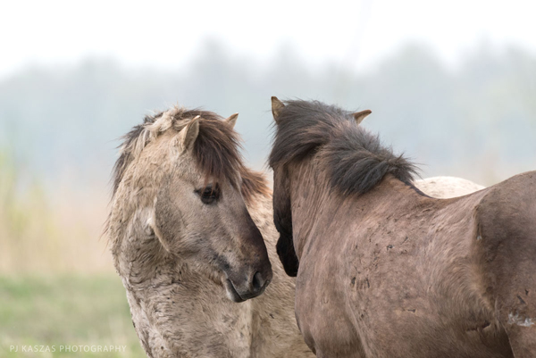 konik mares in the netherlands