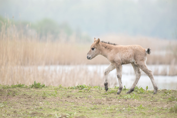 konik foal