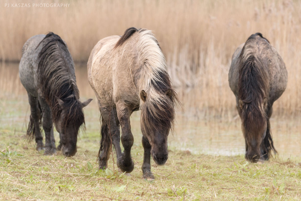 wild horses of the netherlands