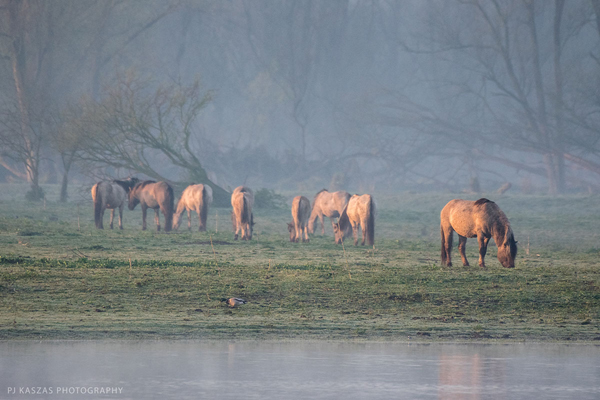 konik horses at sunrise netherlands