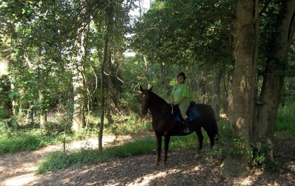 Kentucky Horse Trails Saddlebred