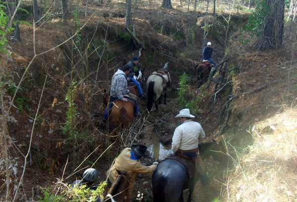 Kisatchie ravine louisiana horse trails