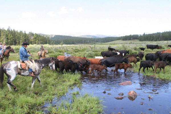 klondike ranch cattle round up