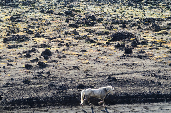 horse running in iceland herd