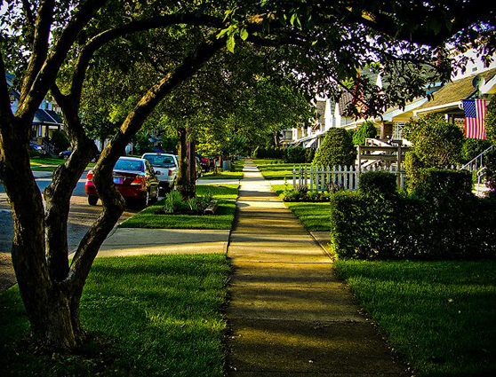 tree lined street