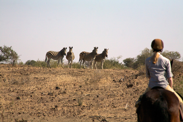 zebra on horseback