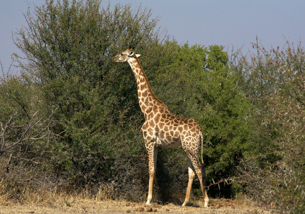 Tuli giraffe in Botswana on safari