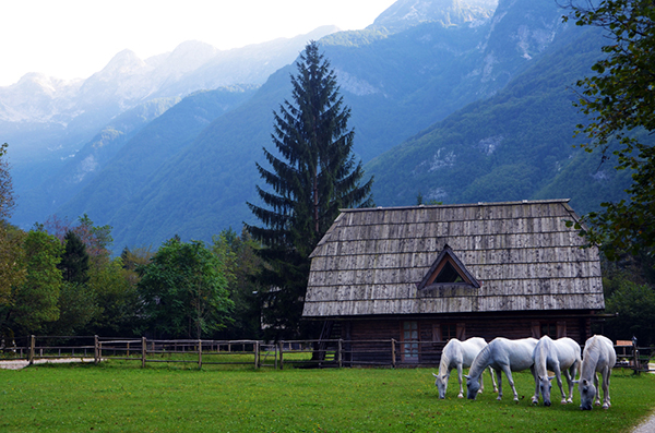 lipizzaners in slovenia 