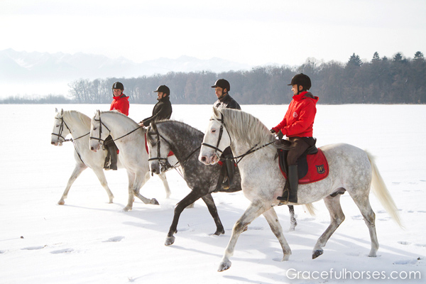 Lippizan horses snow