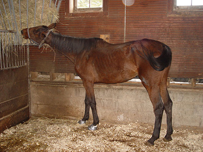 lizzie the rescue horse