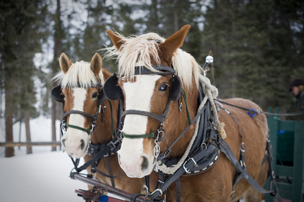 lone mountain ranch, winter sleigh ride