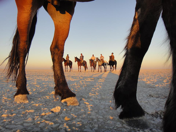 horseback riding botswana equine